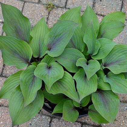 Plantain Lily Holar Purple Flash in the GardenTags plant encyclopedia