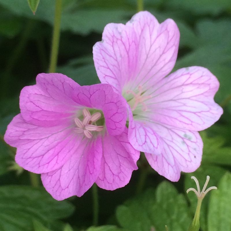 Oxford Cranesbill A.T. Johnson in the GardenTags plant encyclopedia