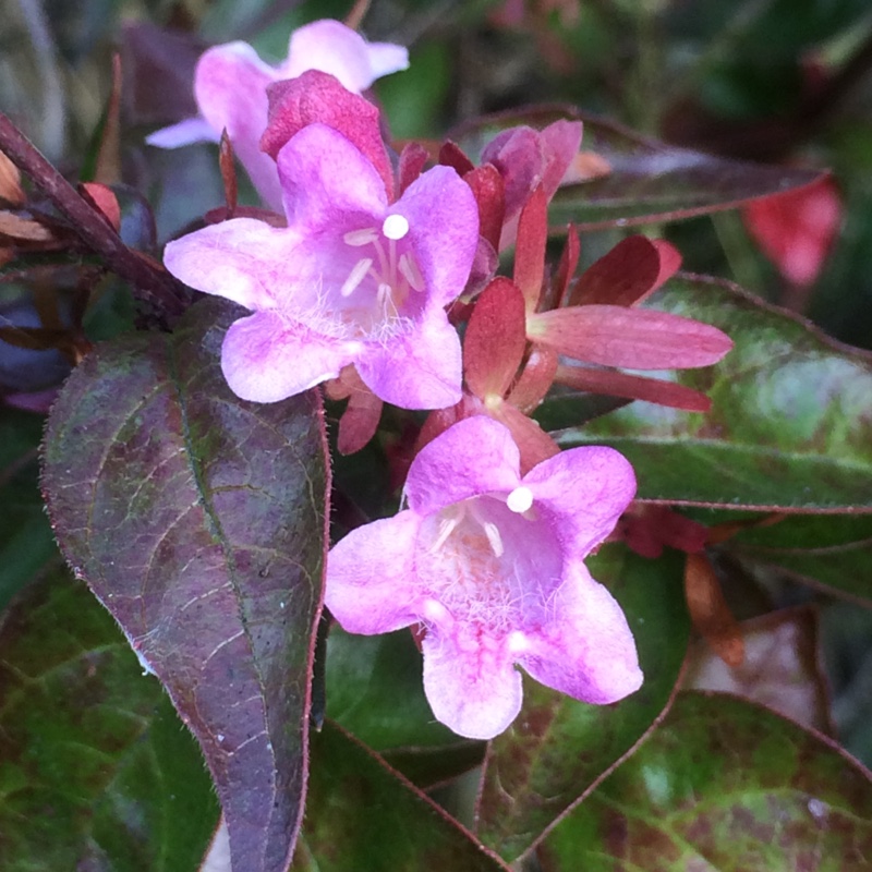 Glossy Abelia Edward Goucher in the GardenTags plant encyclopedia