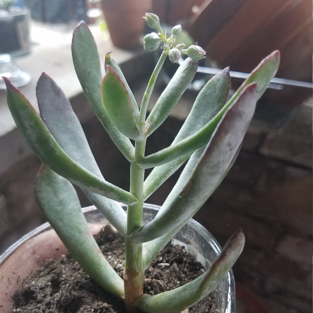 Cotyledon White Sprite in the GardenTags plant encyclopedia