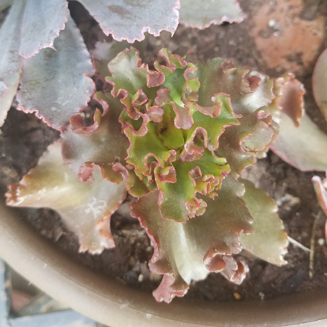 Echeveria Alta May in the GardenTags plant encyclopedia