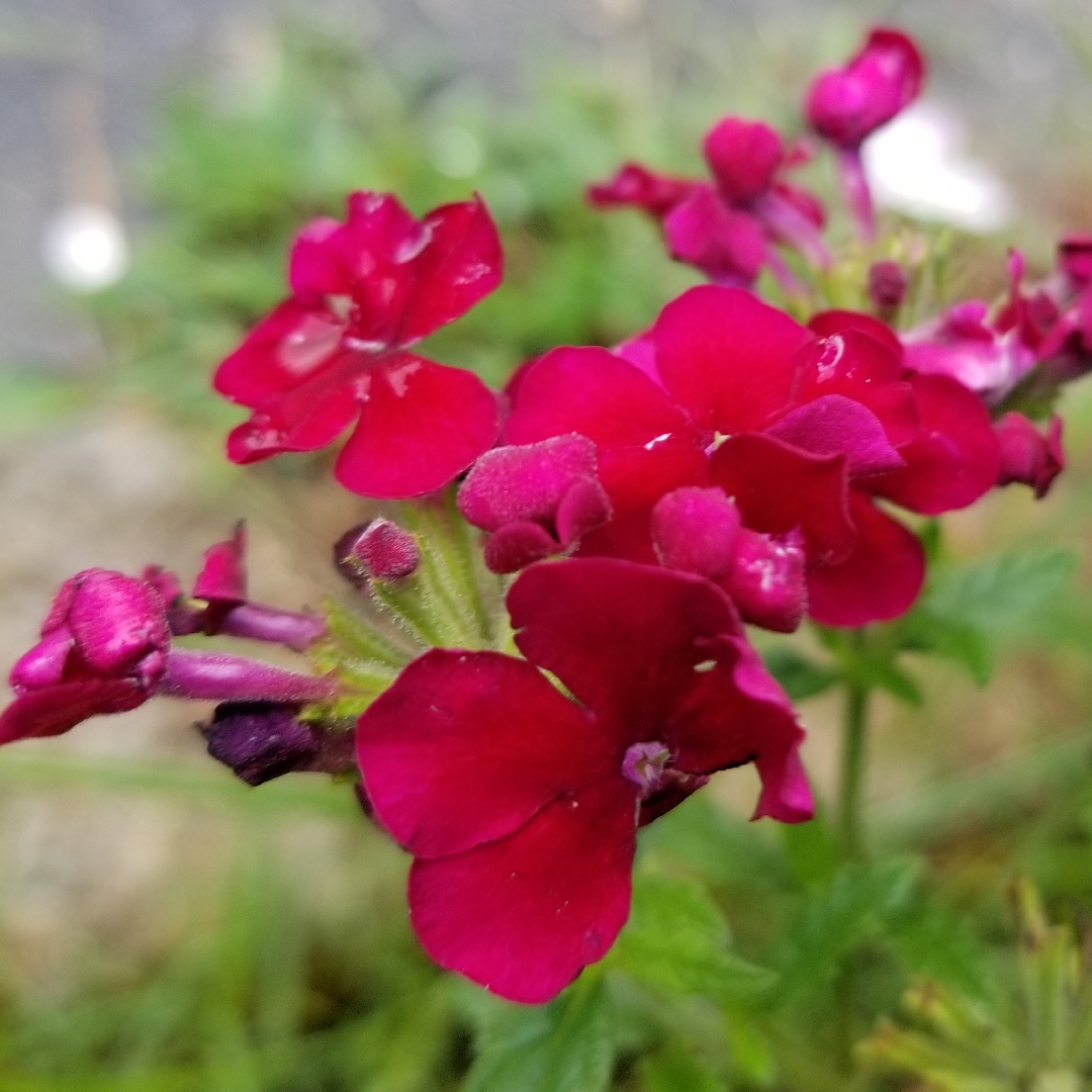 Verbena Empress Imperial Blue in the GardenTags plant encyclopedia