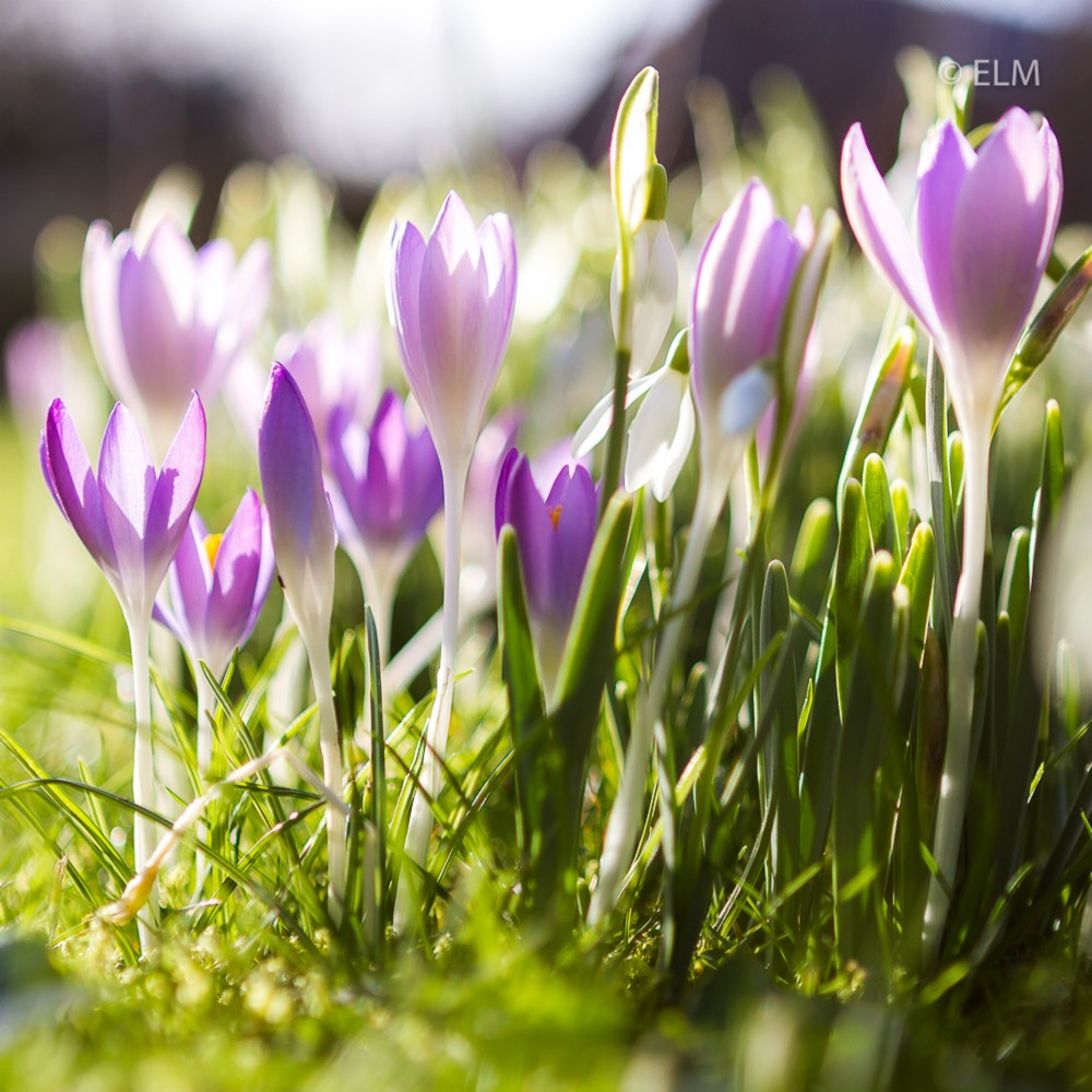 Crocus (Spring) in the GardenTags plant encyclopedia