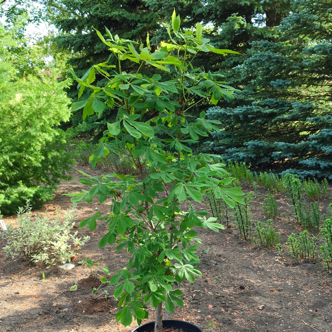 Ohio Buckeye in the GardenTags plant encyclopedia