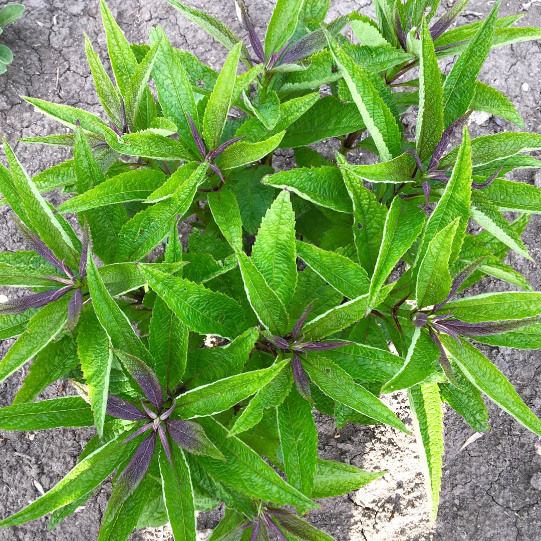 Baby Joe Pye Weed in the GardenTags plant encyclopedia