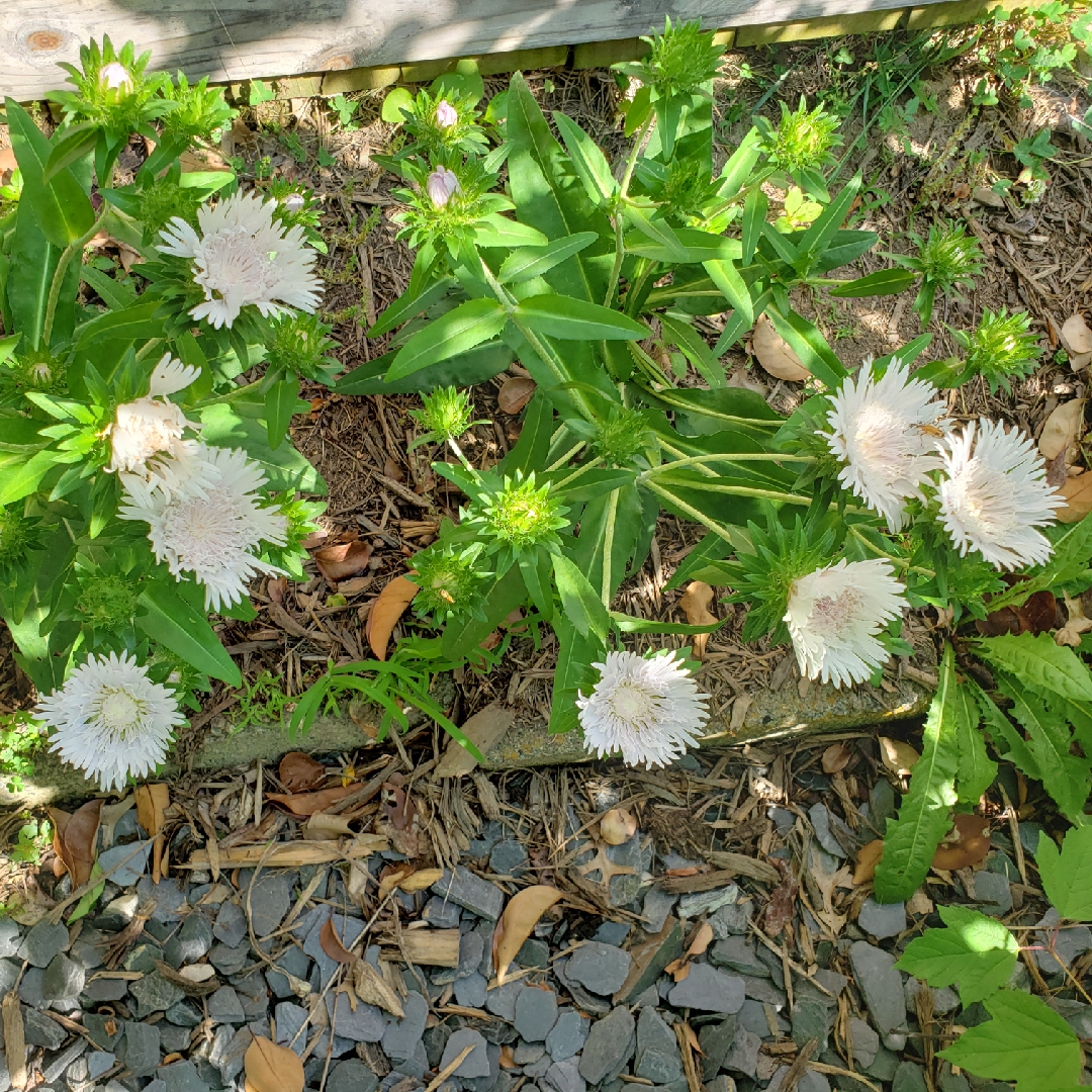 Stokes Aster Divinity in the GardenTags plant encyclopedia