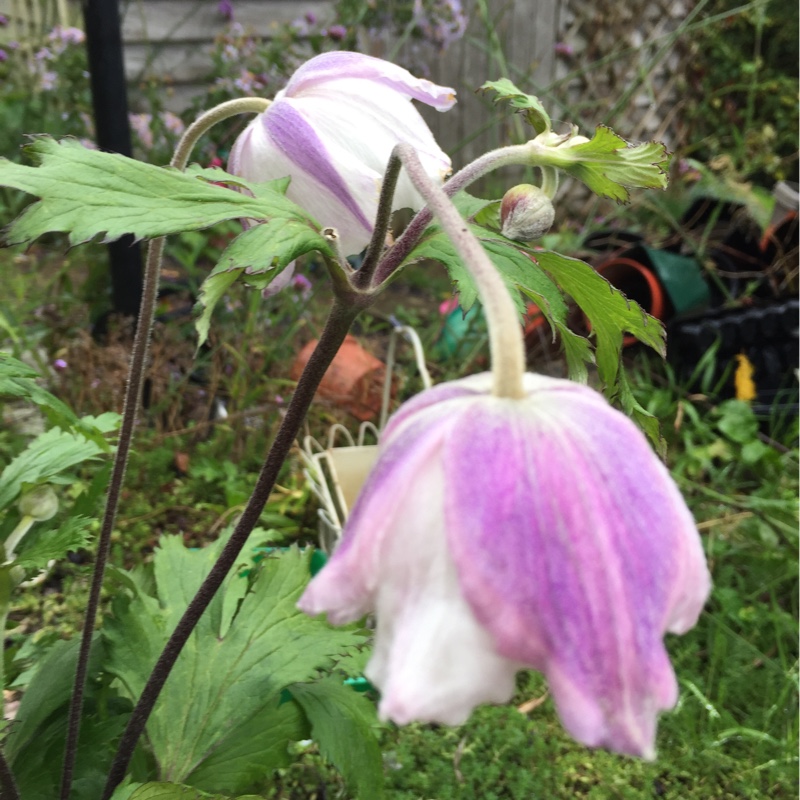 Japanese Anemone Dreaming Swan in the GardenTags plant encyclopedia