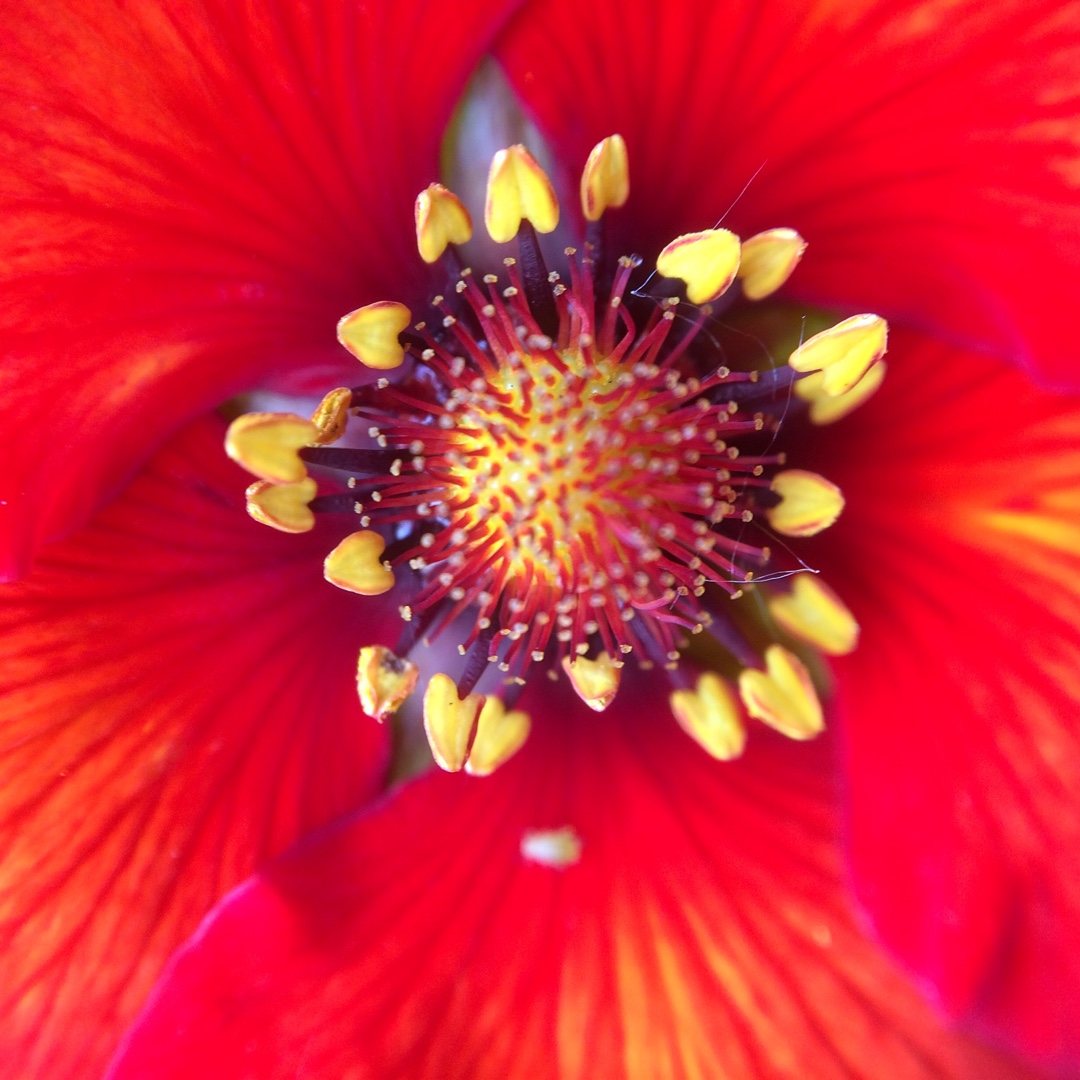 Potentilla Blazeaway  in the GardenTags plant encyclopedia