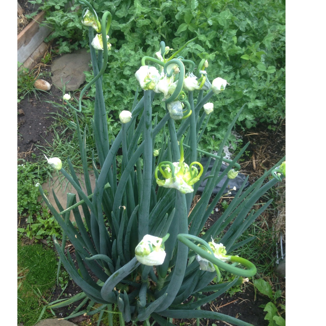 Tree Onion in the GardenTags plant encyclopedia