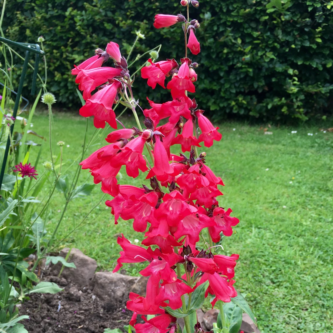 Penstemon Cambridge in the GardenTags plant encyclopedia