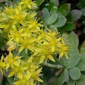 Sedum Palmeri in the GardenTags plant encyclopedia