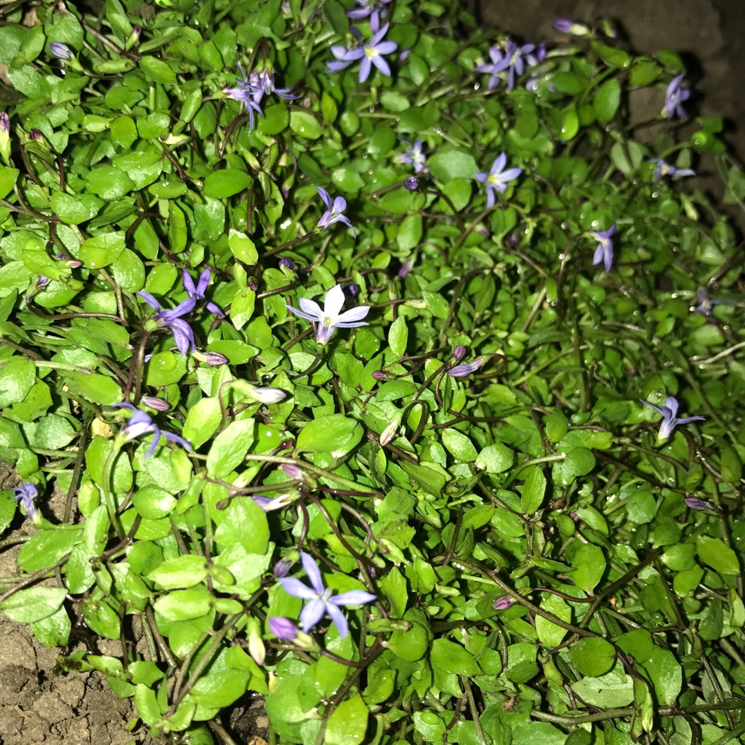 Isotoma Fairy Footsteps in the GardenTags plant encyclopedia