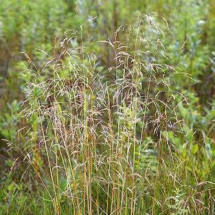 Tufted hair grass in the GardenTags plant encyclopedia