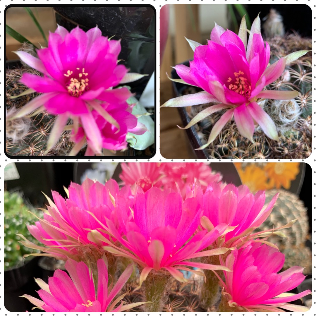 Echinopsis tiegeliana in the GardenTags plant encyclopedia