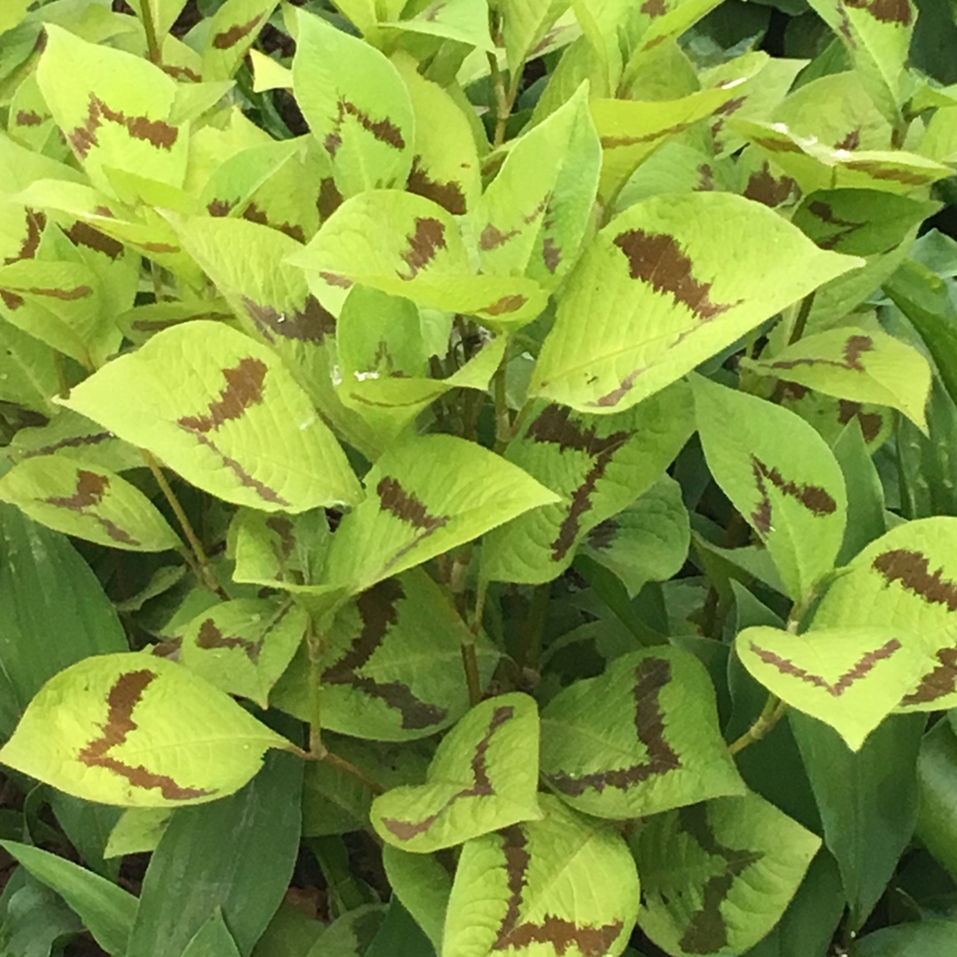 Persicaria Lance Corporal in the GardenTags plant encyclopedia