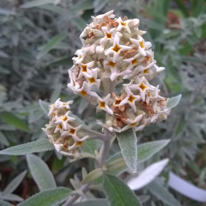 Butterfly Bush Morning Mist in the GardenTags plant encyclopedia