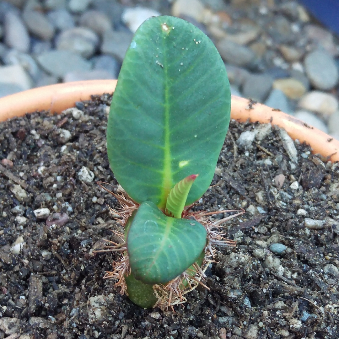 Euphorbia neohumbertii in the GardenTags plant encyclopedia