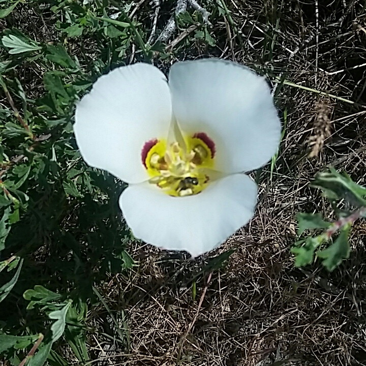 Sego Lily in the GardenTags plant encyclopedia