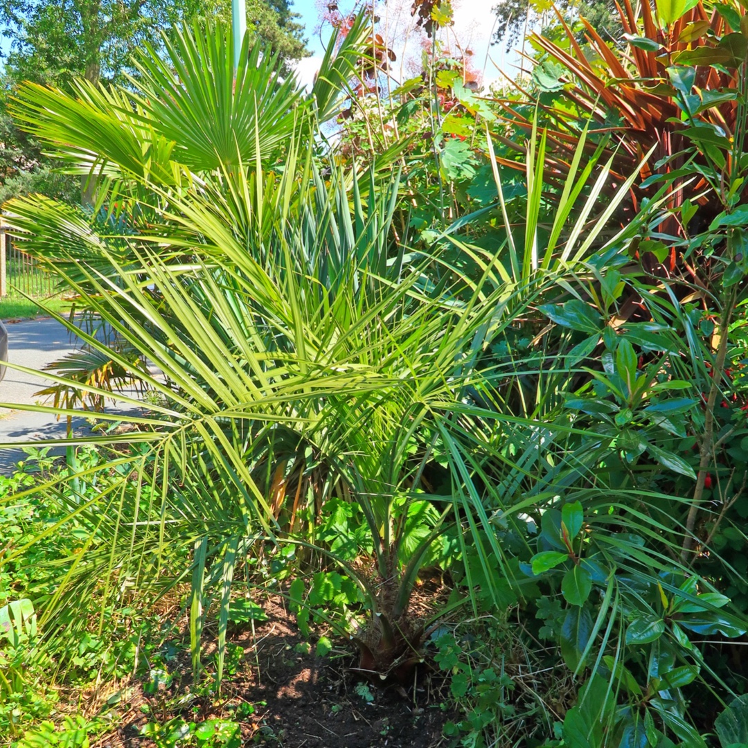 Woolly Jelly Palm in the GardenTags plant encyclopedia