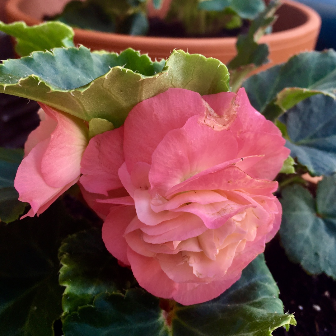 Begonia 'Nonstop Pink' (Nonstop Series), Tuberous Begonia 'Nonstop Pink ...