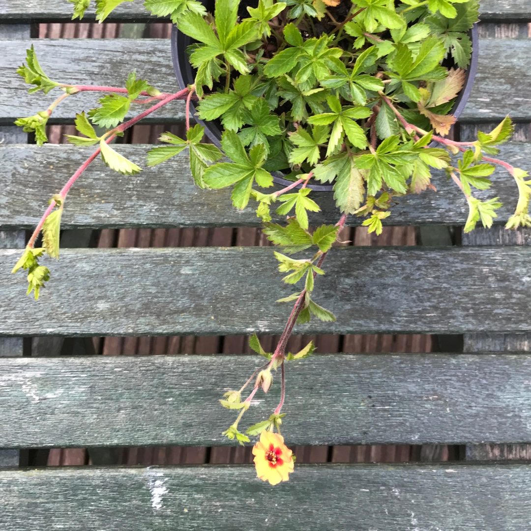 Staghorn Cinquefoil in the GardenTags plant encyclopedia