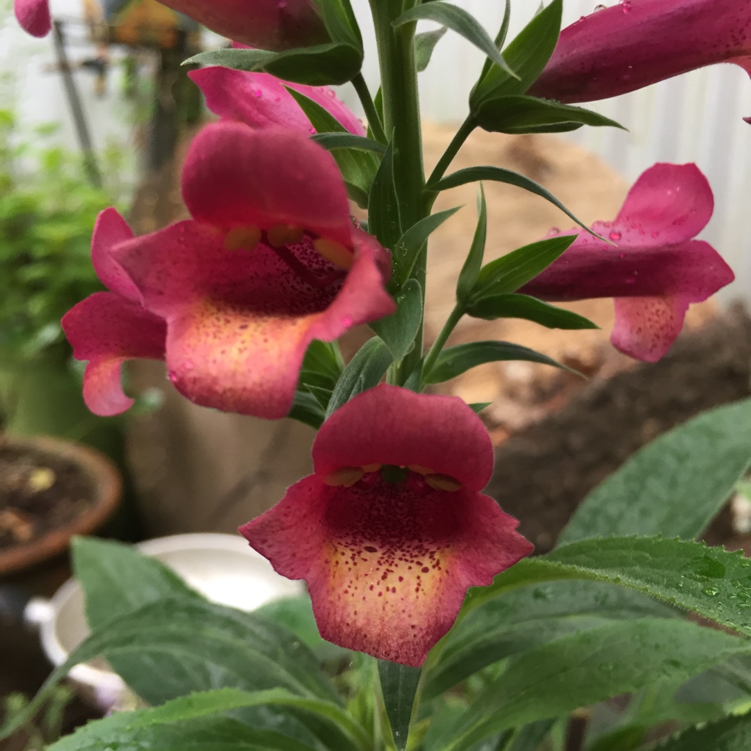 Foxglove Illumination Flame in the GardenTags plant encyclopedia