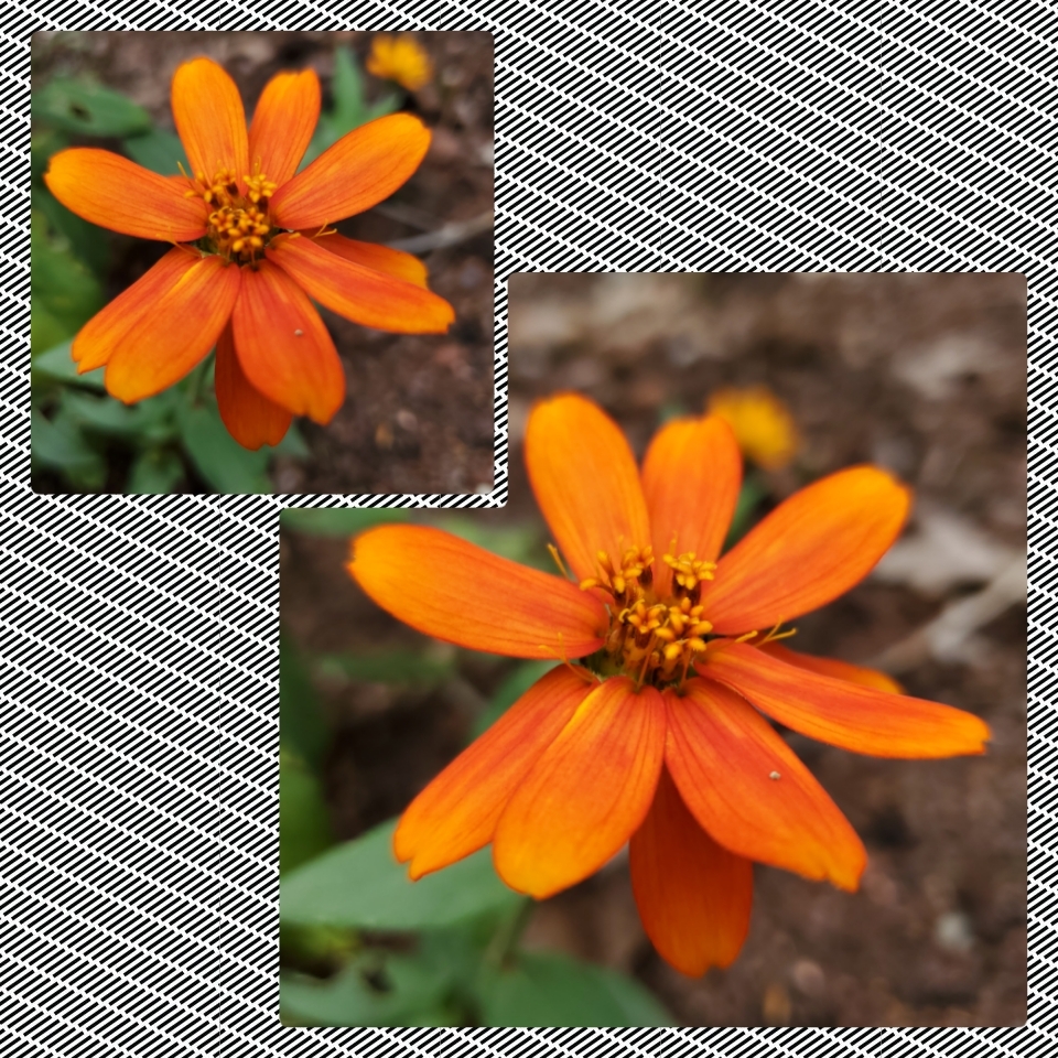 Zinnia Profusion Orange in the GardenTags plant encyclopedia