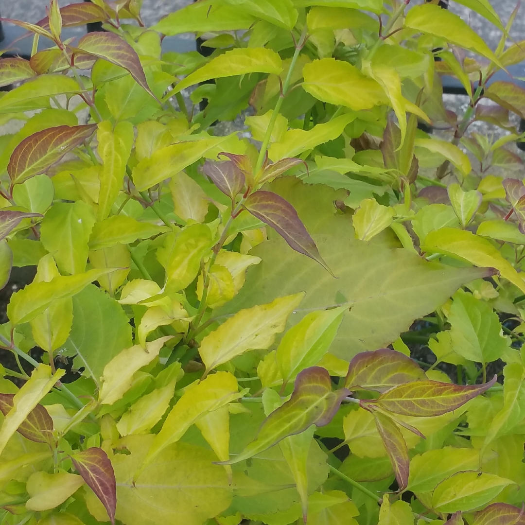 Himalayan Honeysuckle Lydia in the GardenTags plant encyclopedia