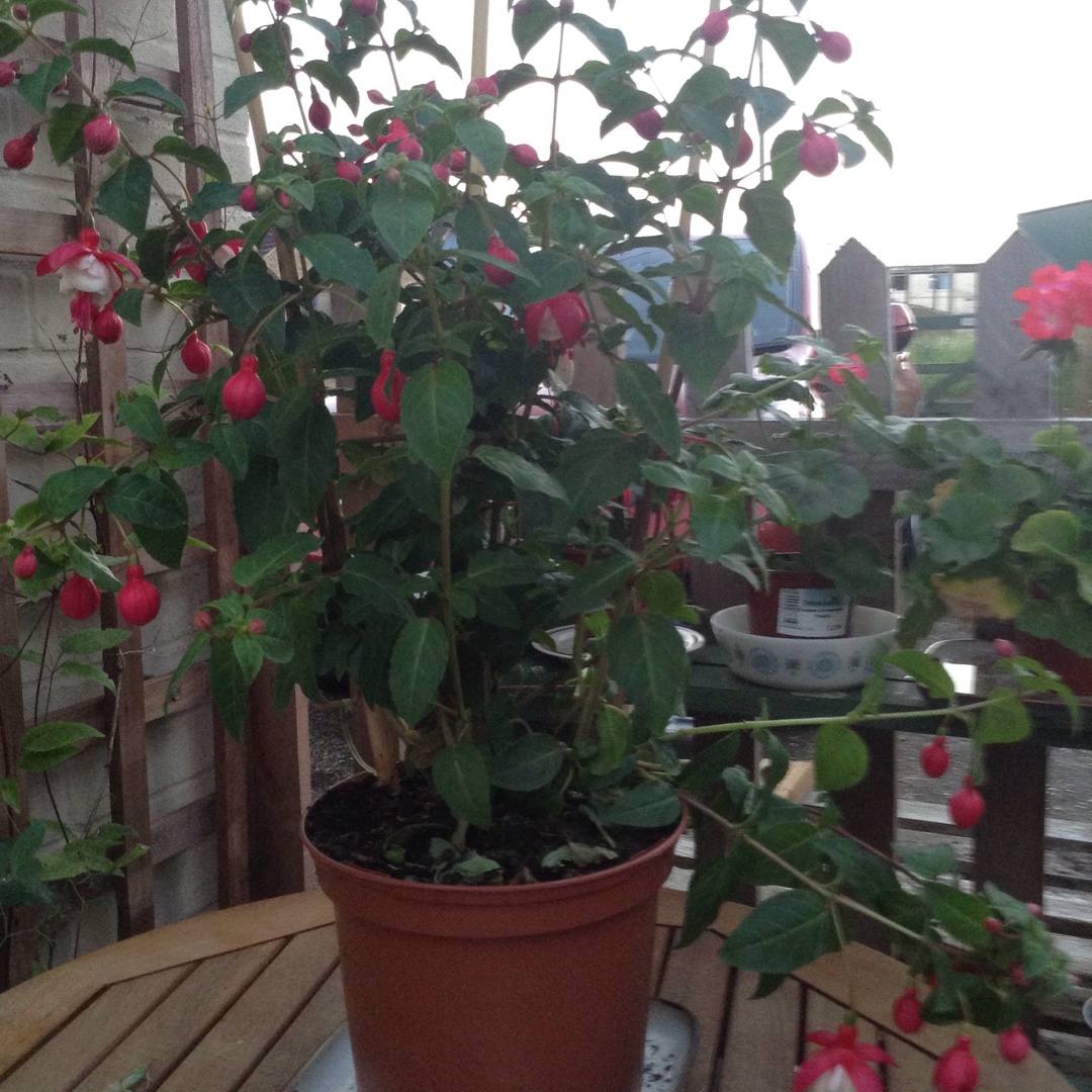 Fuchsia Britney in the GardenTags plant encyclopedia