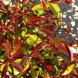 Camellia Night Rider in the GardenTags plant encyclopedia