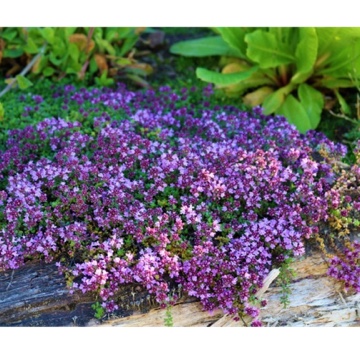 Creeping thyme Russetings in the GardenTags plant encyclopedia