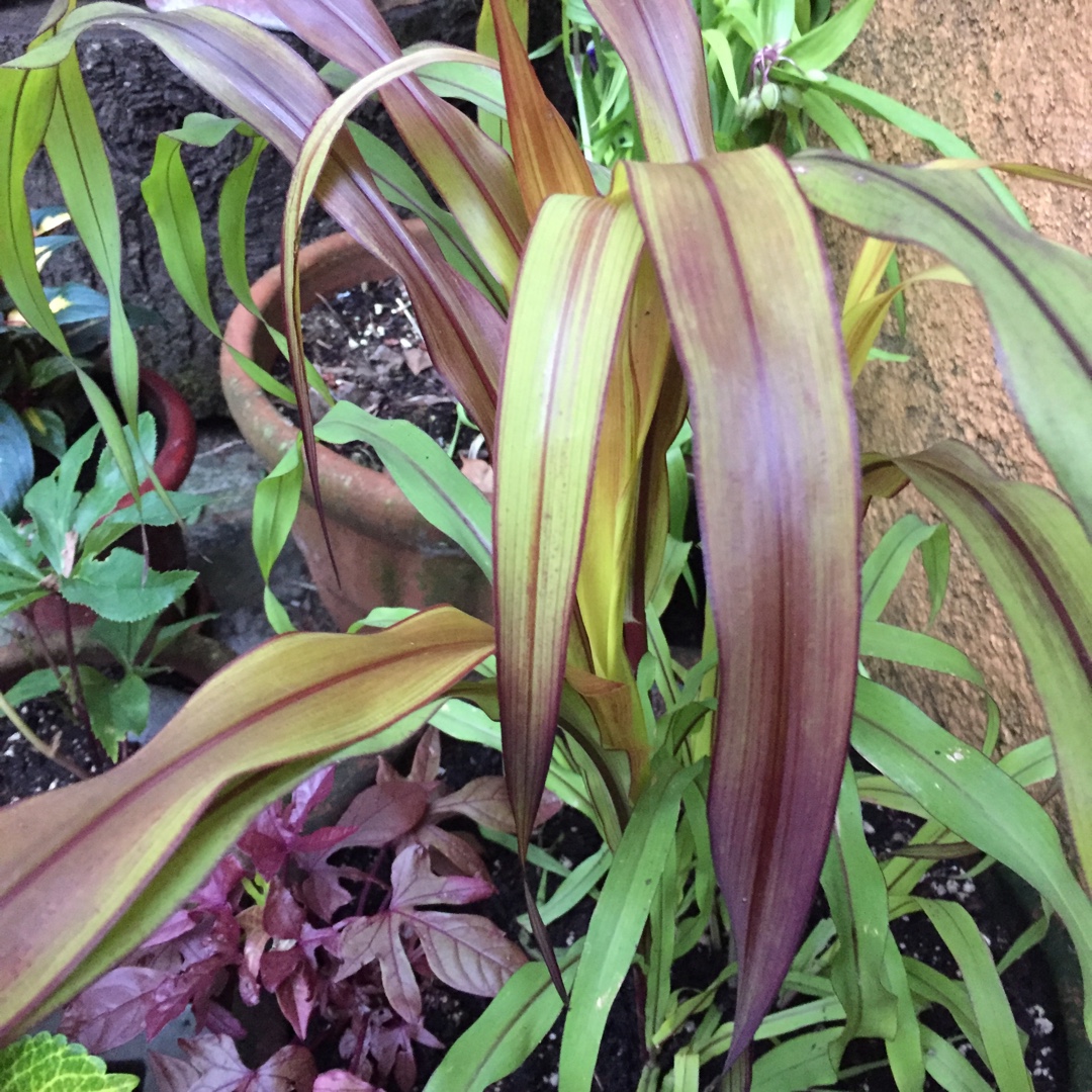 Ornamental Millet Jester in the GardenTags plant encyclopedia