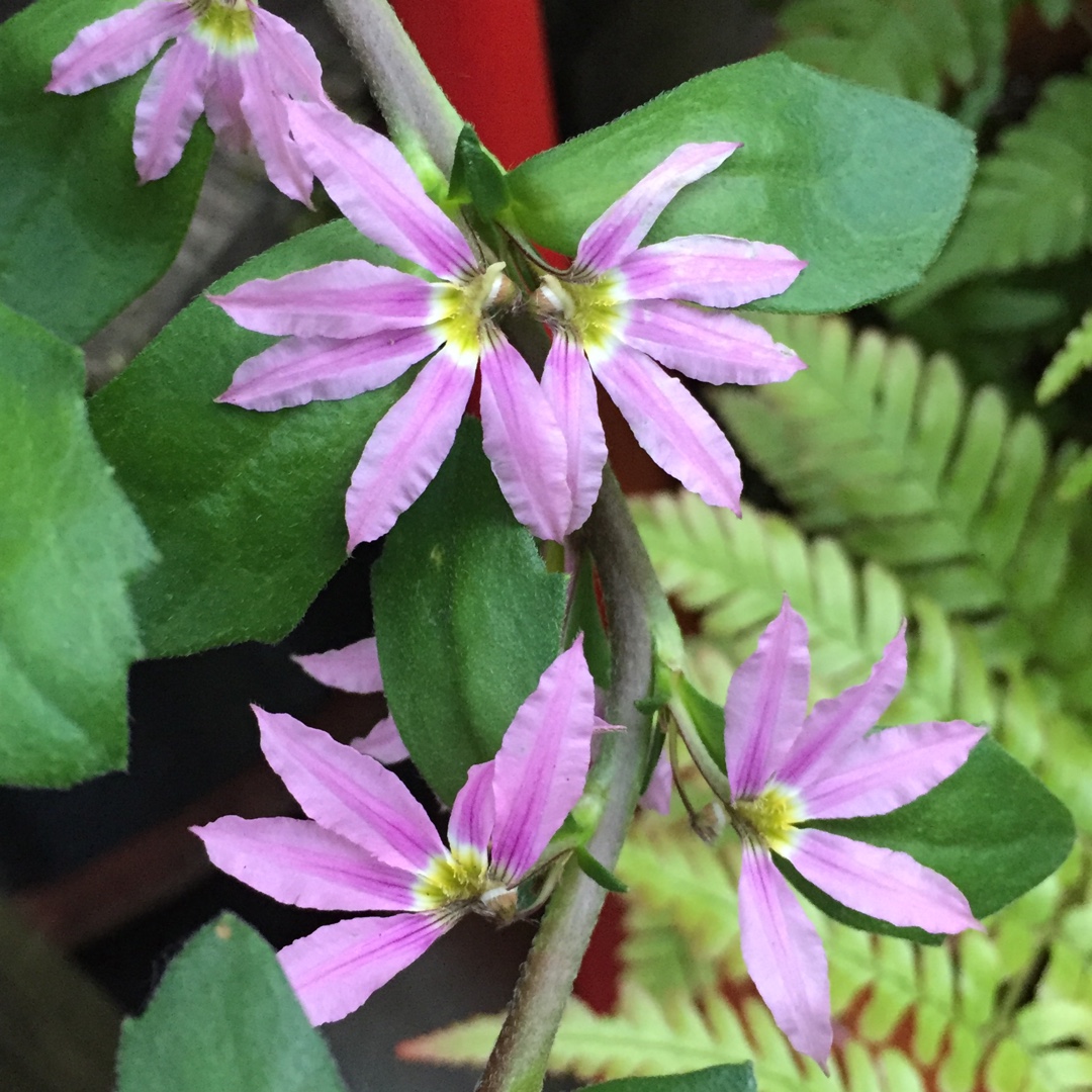 Fan-Flower Bombay Pink in the GardenTags plant encyclopedia