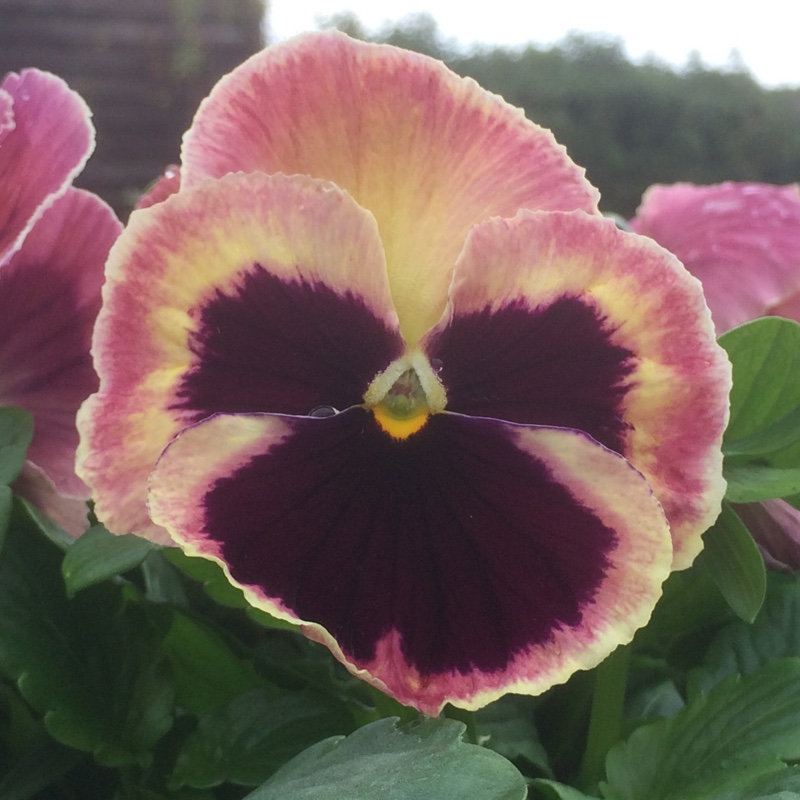 Winter Pansy Matrix Sunrise in the GardenTags plant encyclopedia