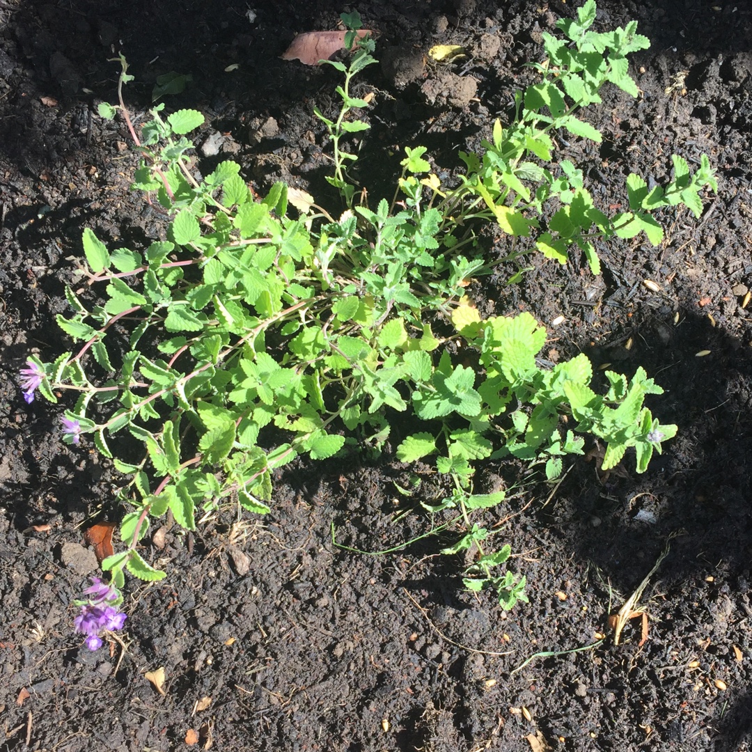 Nepeta Mussinii syn. Nepeta racemosa, Dwarf Catmint in GardenTags plant ...