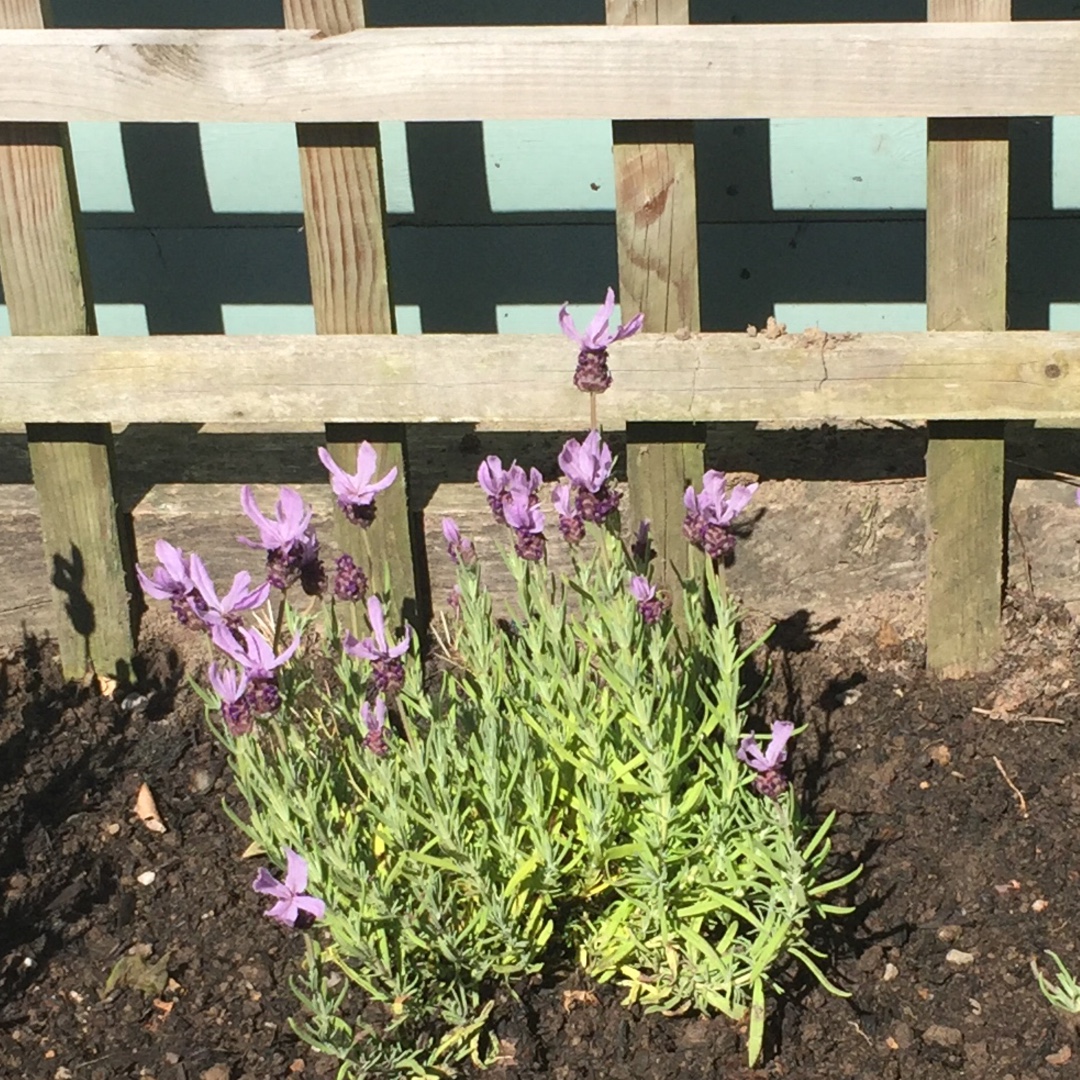 Lavender Rocky Road in the GardenTags plant encyclopedia