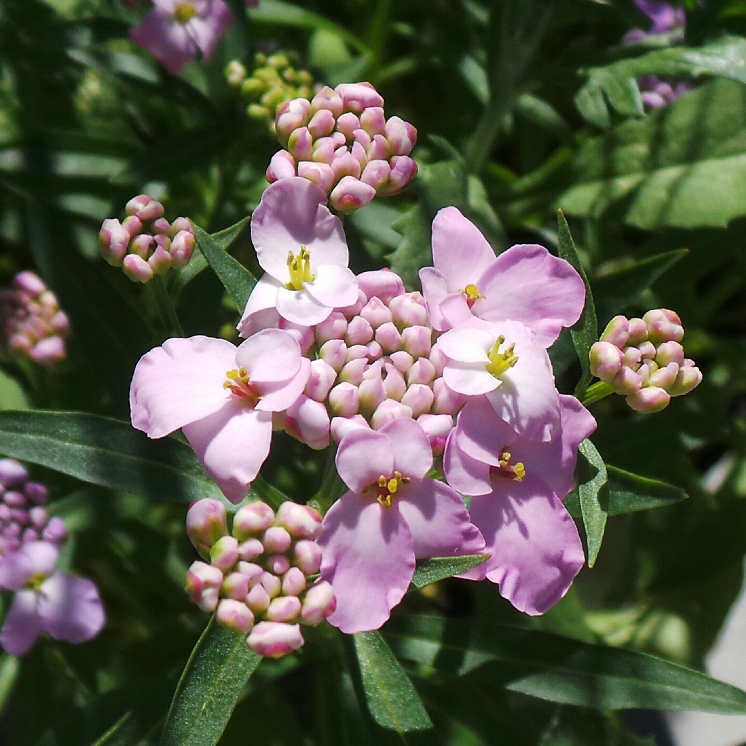 Candytuft Dwarf Fairyland Mixed (Mix) in the GardenTags plant encyclopedia