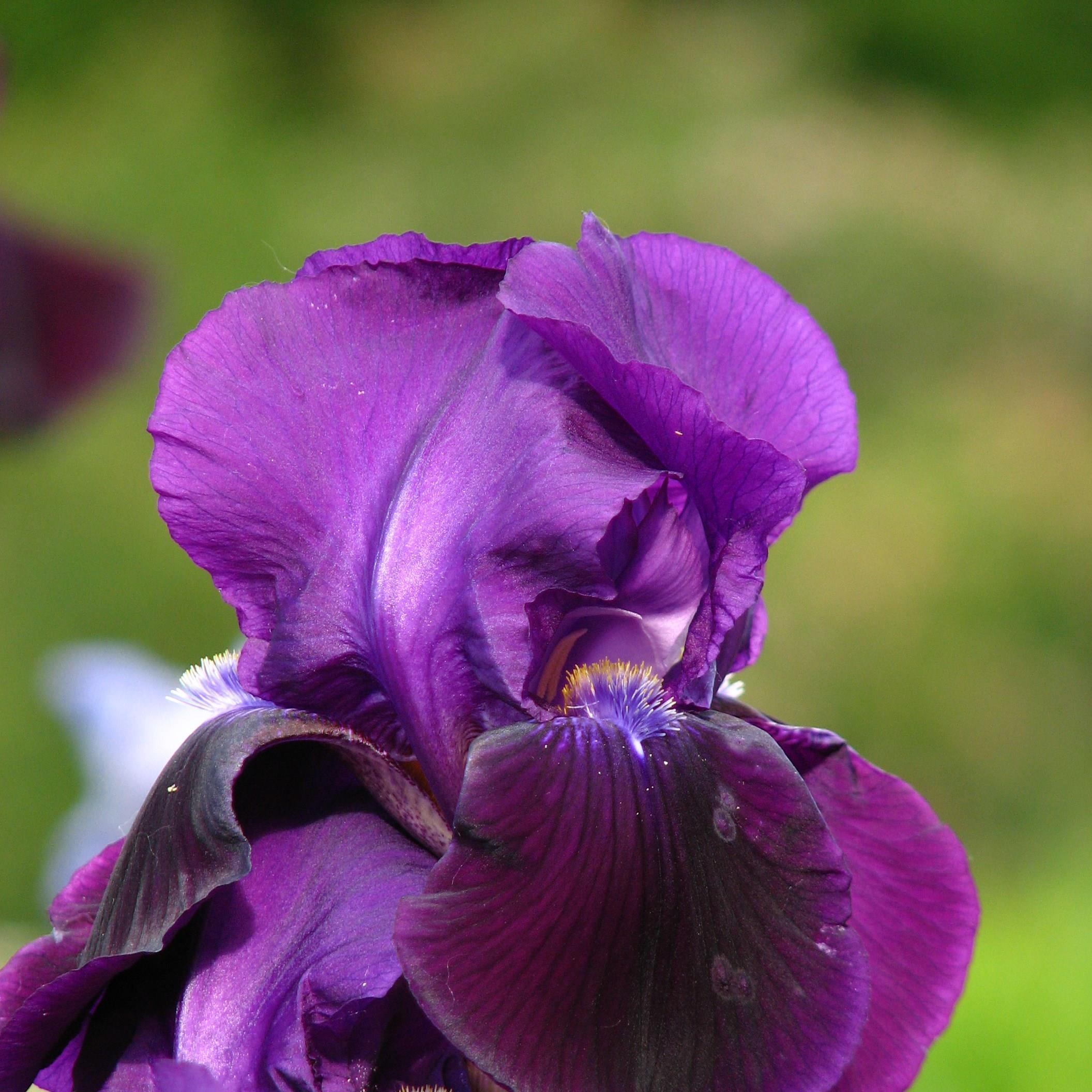 Bearded Iris Sable (Intermediate) in the GardenTags plant encyclopedia