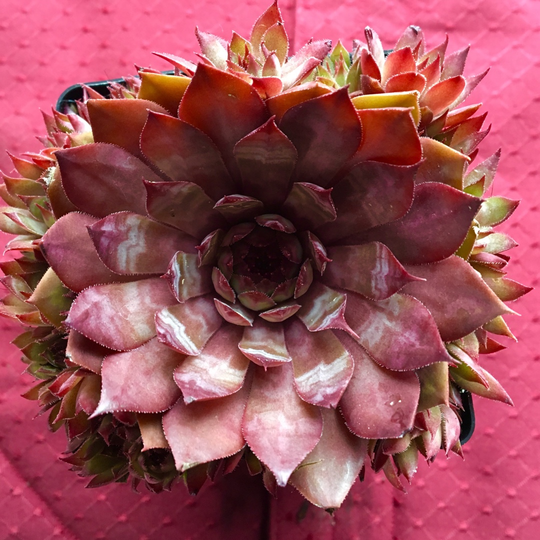 Sempervivum Saturn in the GardenTags plant encyclopedia