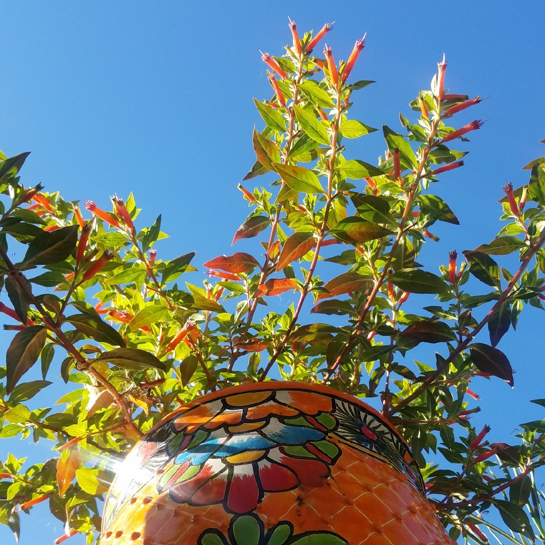 Large Firecracker Cuphea in the GardenTags plant encyclopedia