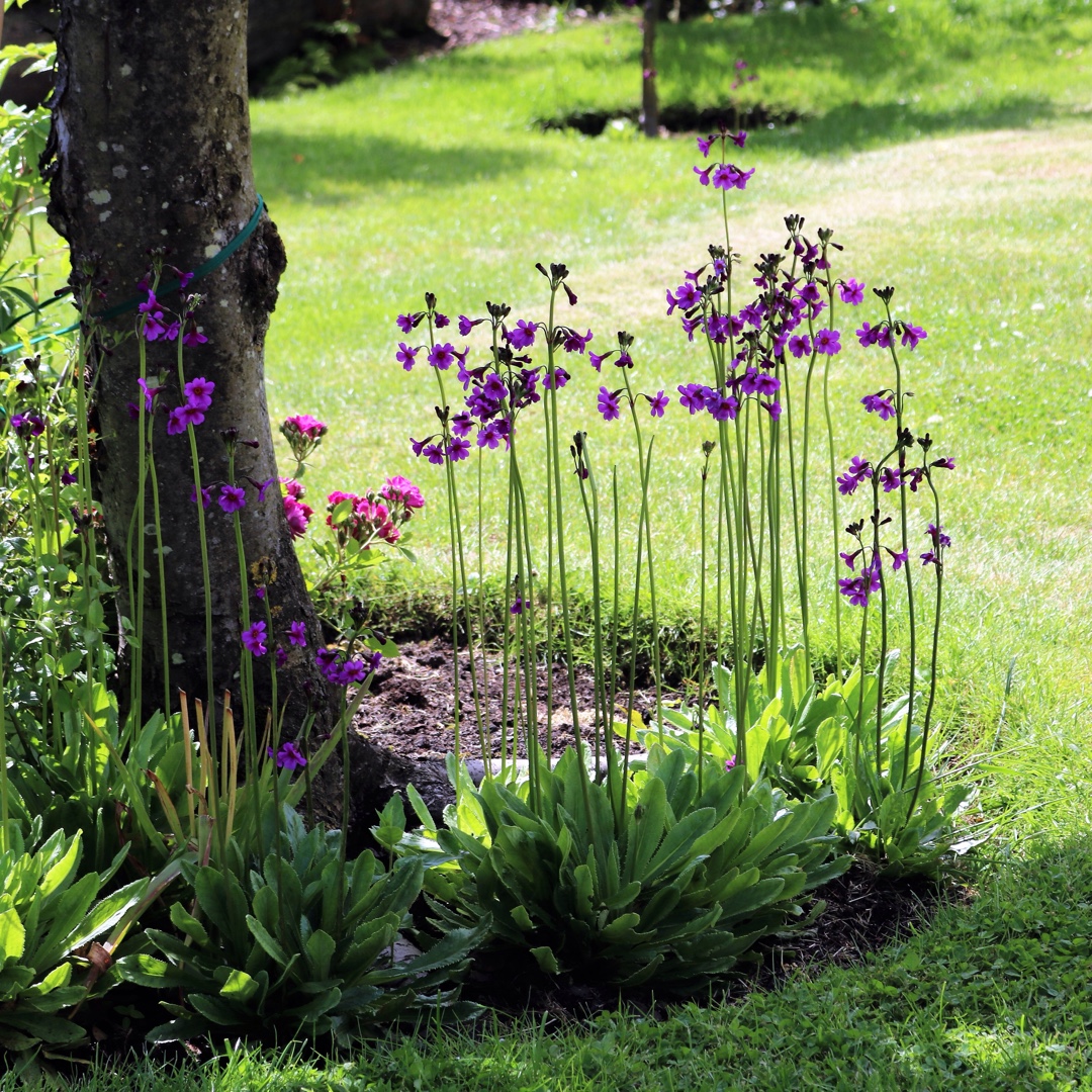 Candelabra primula in the GardenTags plant encyclopedia