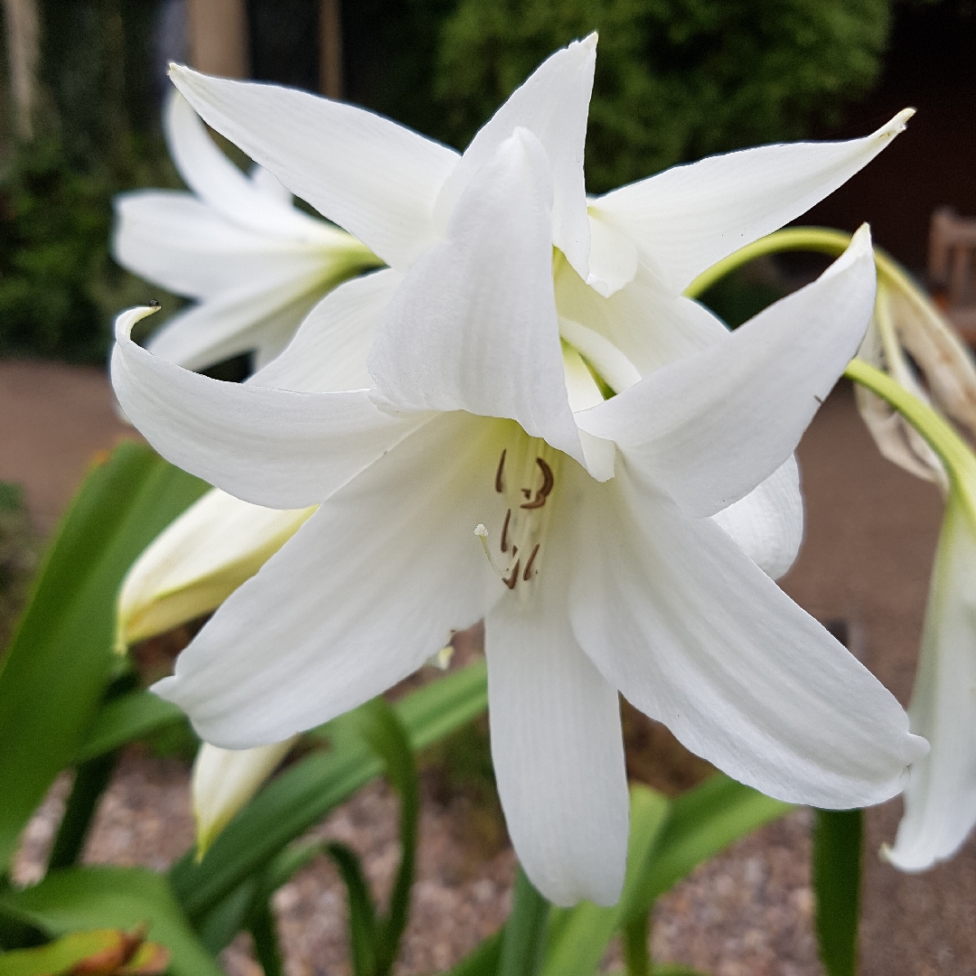 Common Star Lily in the GardenTags plant encyclopedia