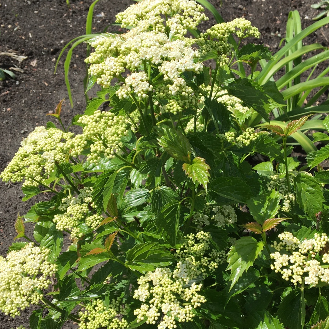 American Arrowwood Viburnum Blue Muffin in the GardenTags plant encyclopedia