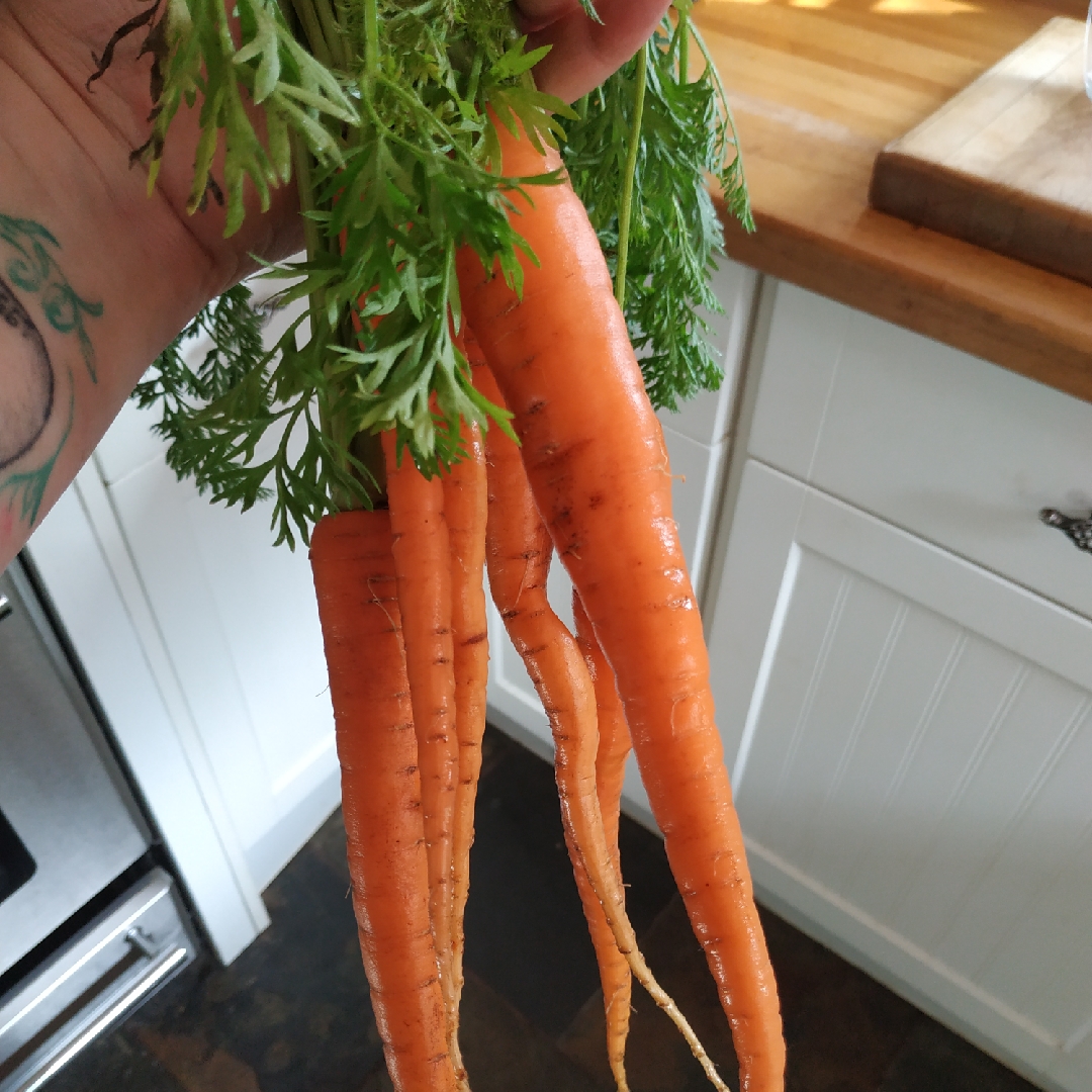 Carrot Autumn King in the GardenTags plant encyclopedia