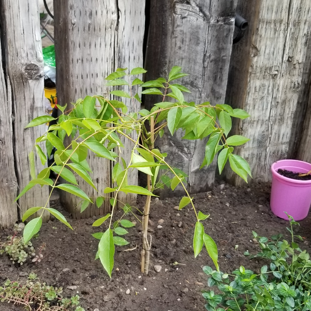 Kentucky wisteria in the GardenTags plant encyclopedia