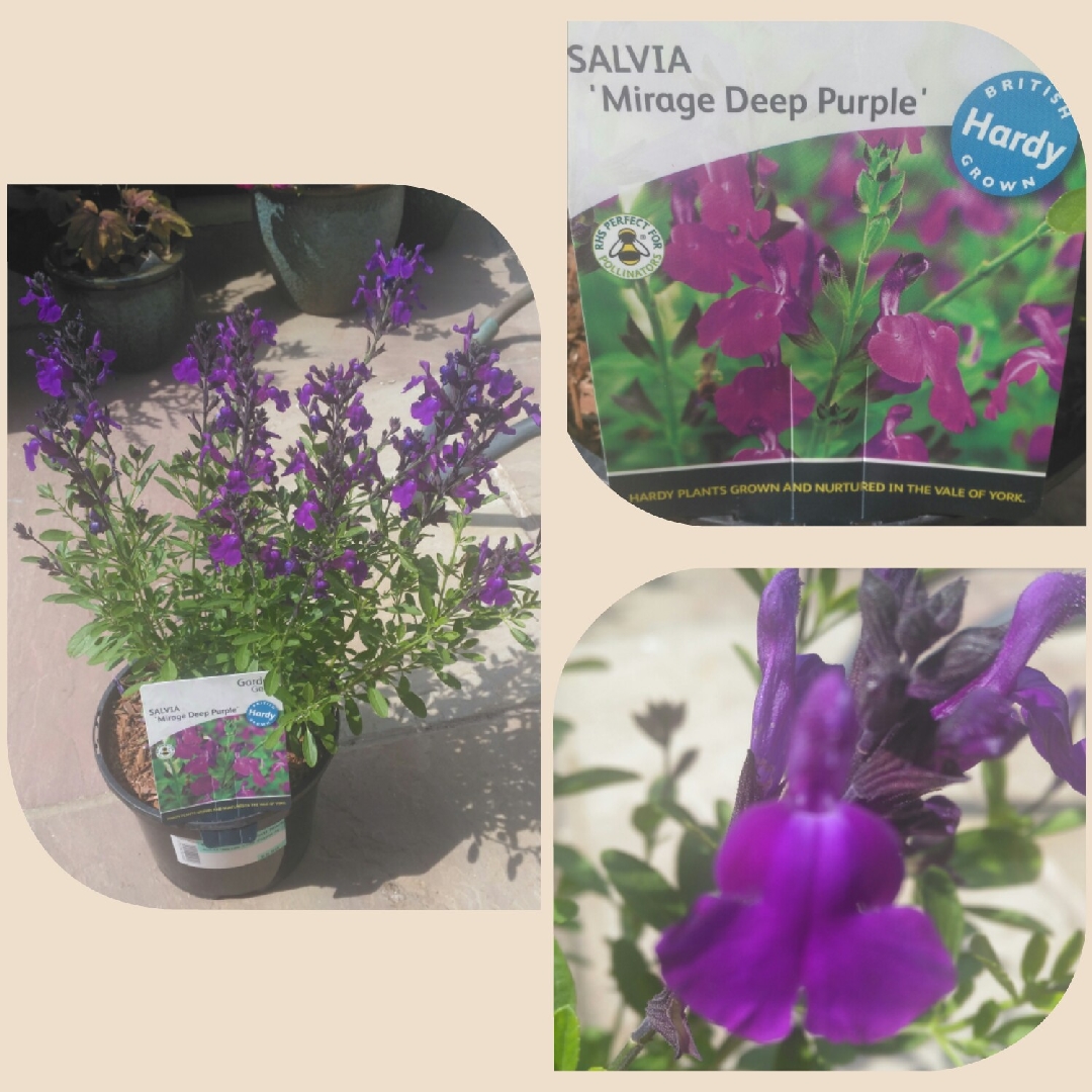 Salvia Mirage™ Deep Purple in the GardenTags plant encyclopedia