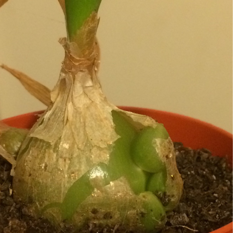 Pregnant Onion in the GardenTags plant encyclopedia