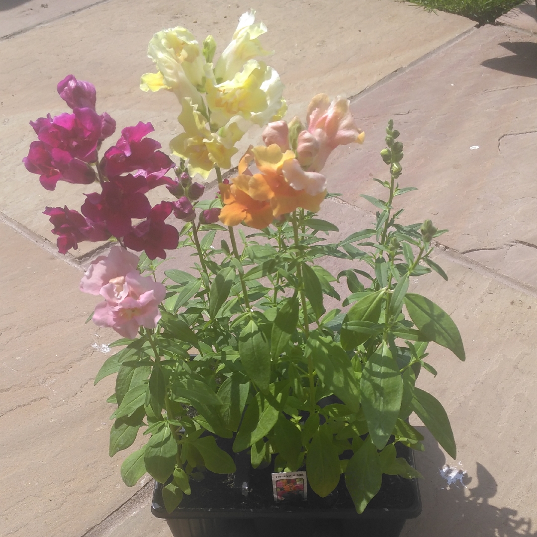 Snapdragon Twinny Mix in the GardenTags plant encyclopedia