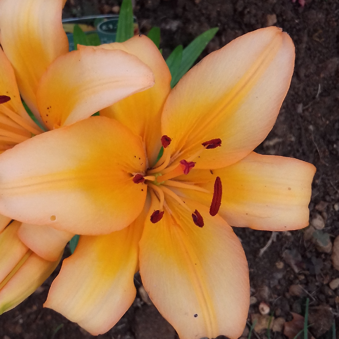 Lily Honey Joy (Asiatic) in the GardenTags plant encyclopedia