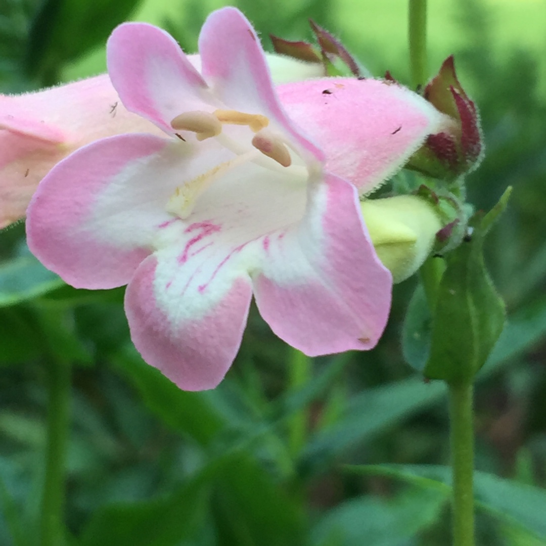 Penstemon Fujiyama in the GardenTags plant encyclopedia